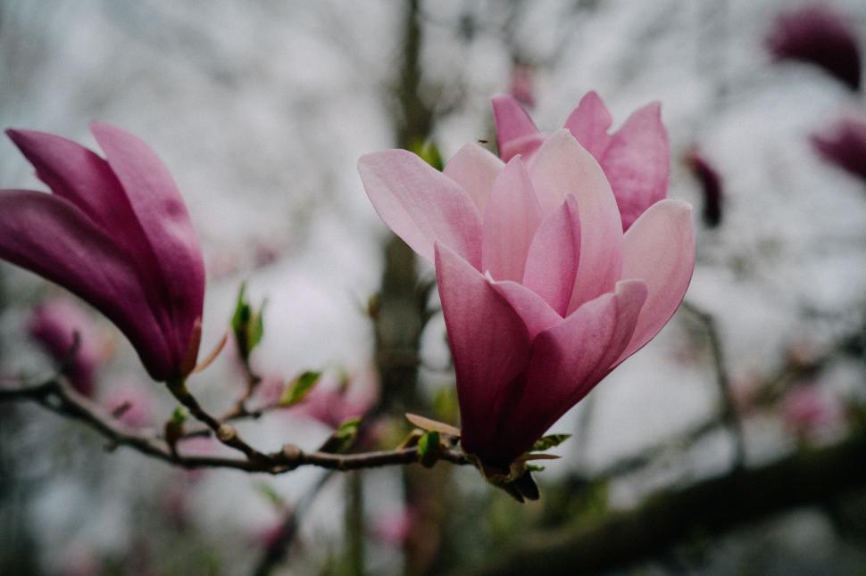 Free Image of Close up of magnolia flowers 