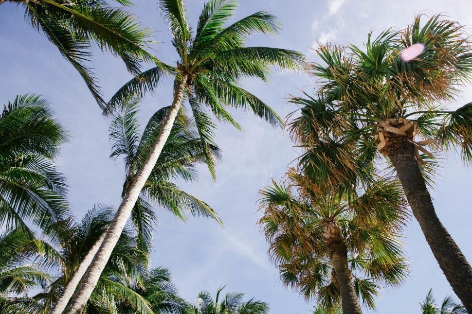 Free Image of Looking up at palm trees 