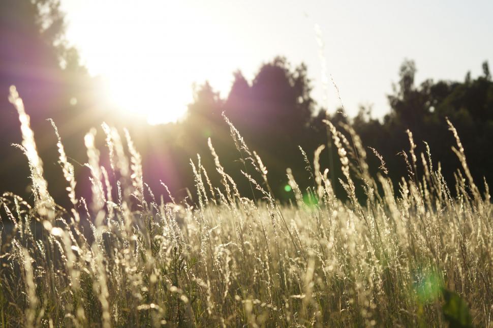 Free Image of Sun Setting Over a Field of Tall Grass 