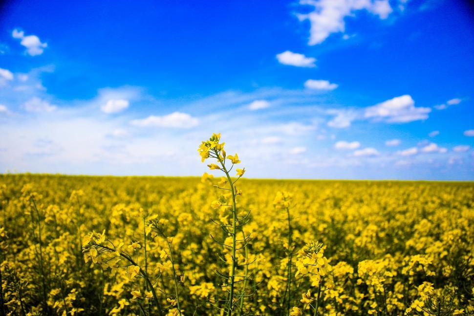 Free Image of Field Full of Yellow Flowers Under Blue Sky 