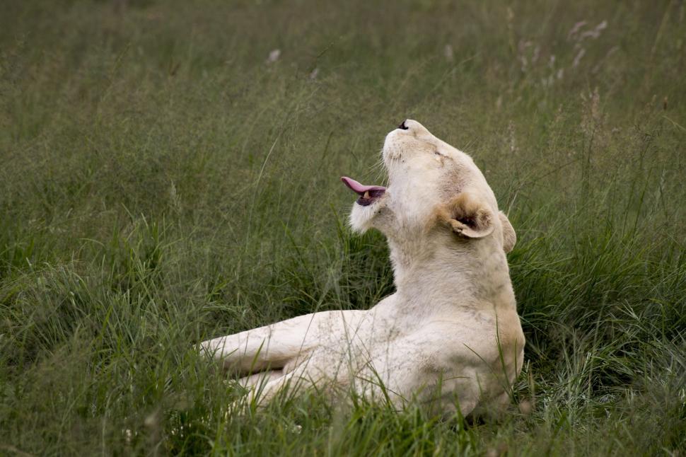 Free Image of White Dog Resting in Tall Grass Field 
