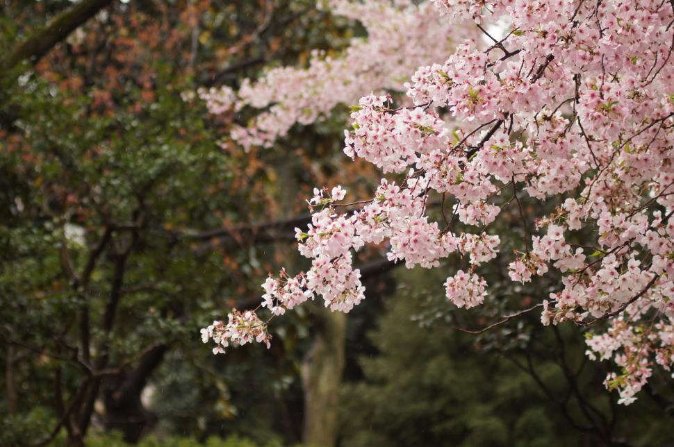 Free Image of Tree Bursting With Pink Flowers 