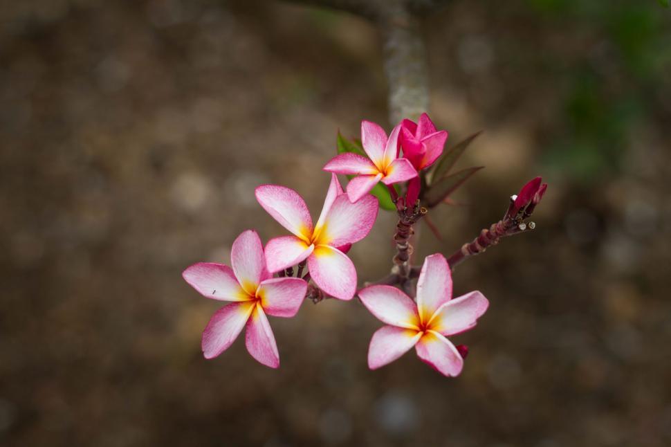 Free Image of Group of Pink Flowers With Yellow Centers 
