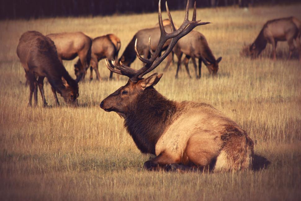 Free Image of Herd of Elk Grazing on Dry Grass Field 