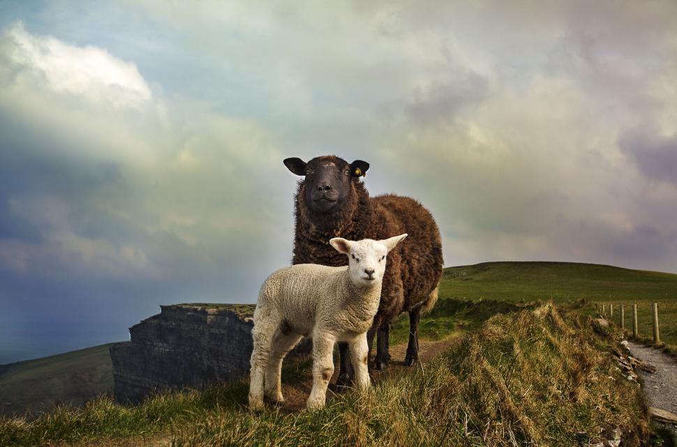 Free Image of Two Sheep Standing on Grass-Covered Hill 