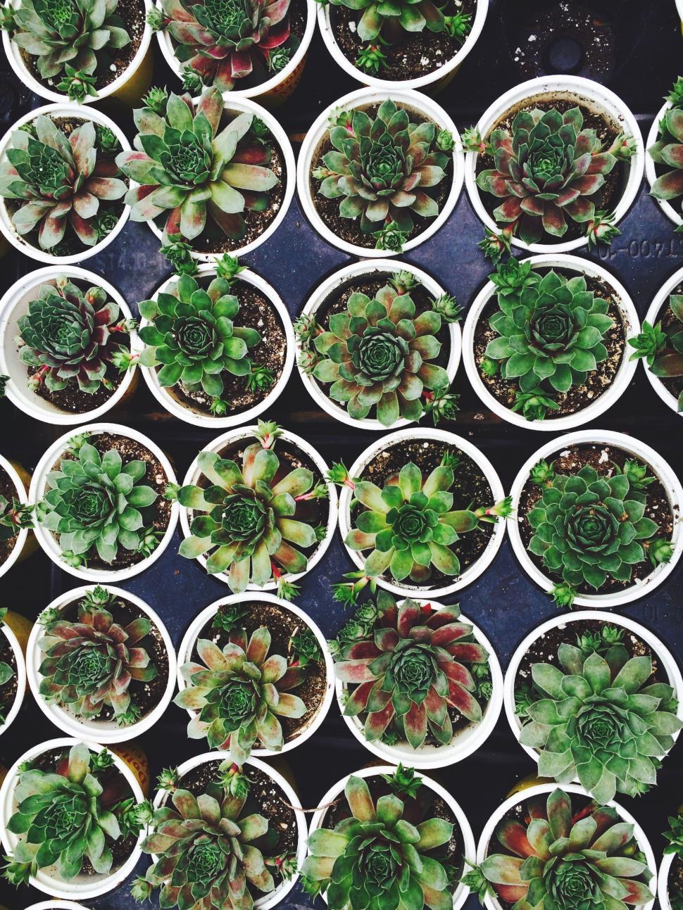 Free Image of Potted Plants Arranged on Table 