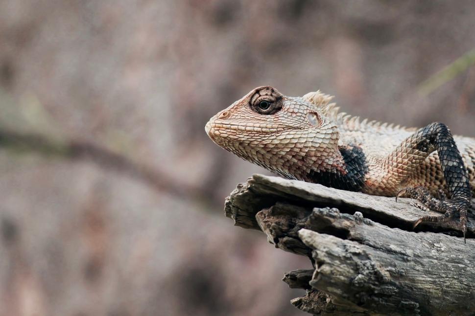 Free Image of Close Up of a Lizard on a Tree Branch 