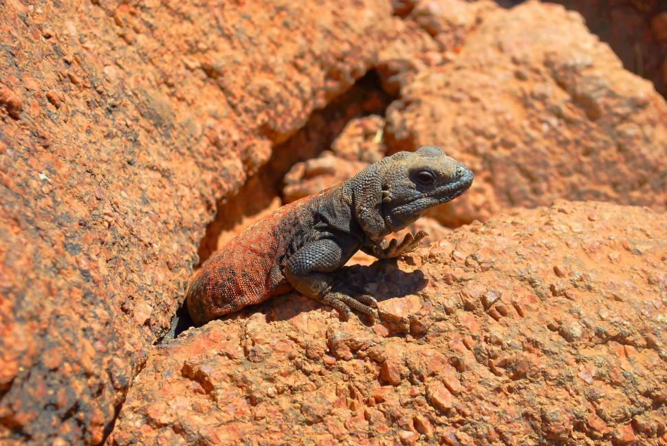 Free Image of Small Lizard Sitting on Rock 