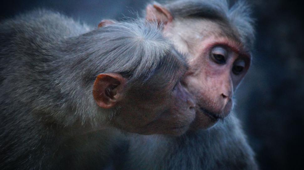 Free Image of Close Up of a Monkey With a Blurry Background 