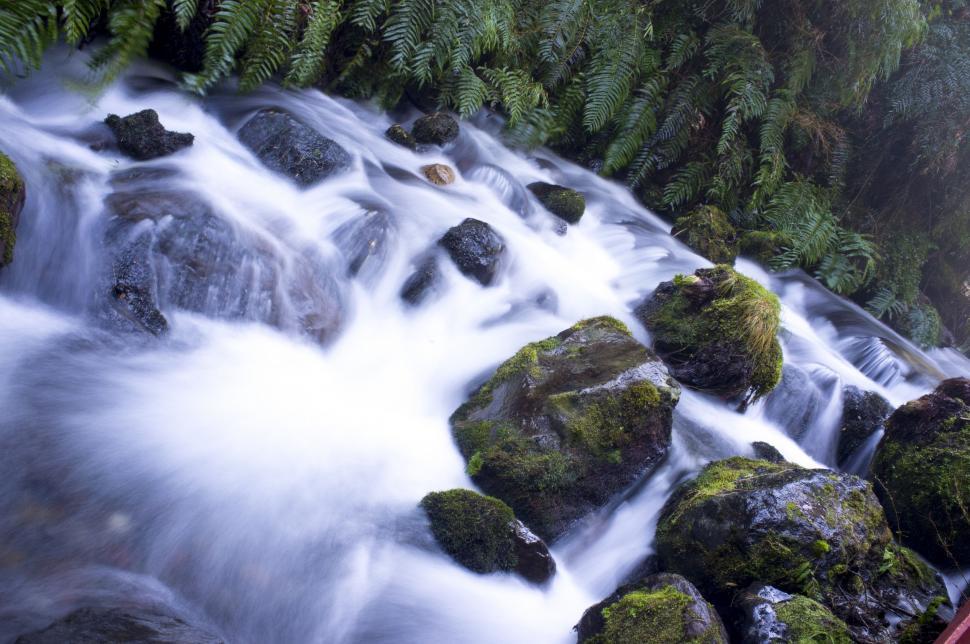 Free Image of Flowing Stream in Lush Green Forest 
