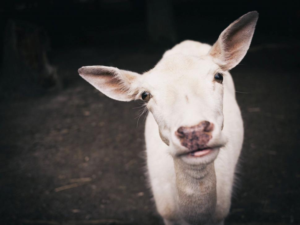 Free Image of Curious Goat Staring at Camera 