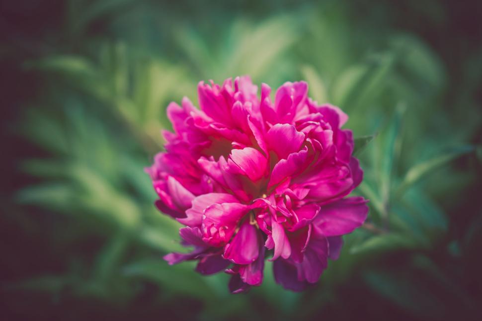 Free Image of Pink Flower With Green Leaves Background 
