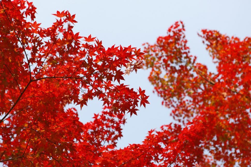 Free Image of Red Tree With Blue Sky 
