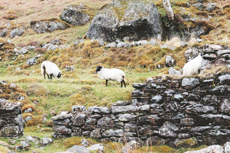 Free Image of Sheep Standing on Grass-Covered Hillside 
