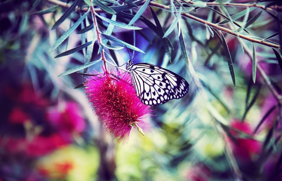 Free Image of Butterfly Resting on Pink Flower 
