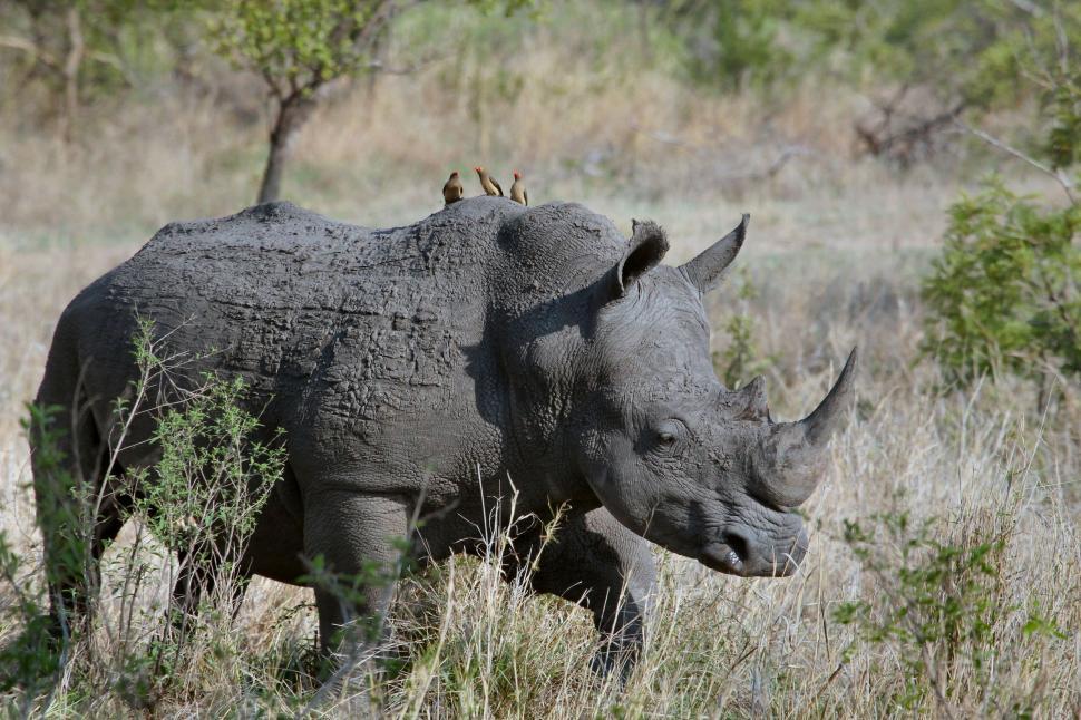 Free Image of Rhino Standing in Field of Tall Grass 