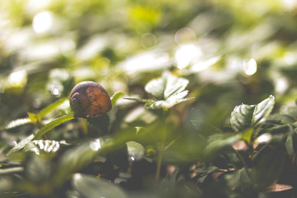Free Image of Snail Crawling on Leafy Plant 