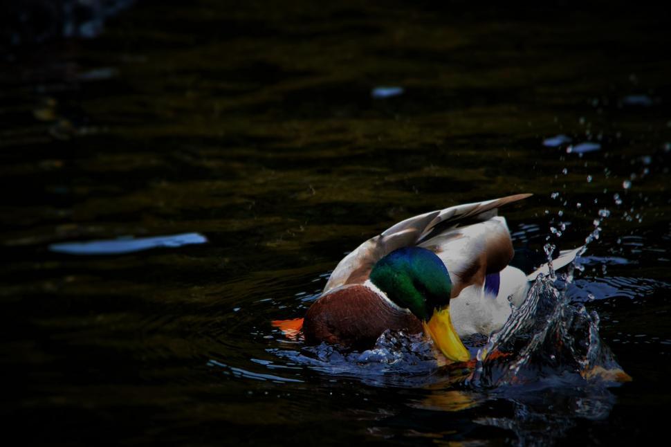 Free Image of Duck Swimming in Water 