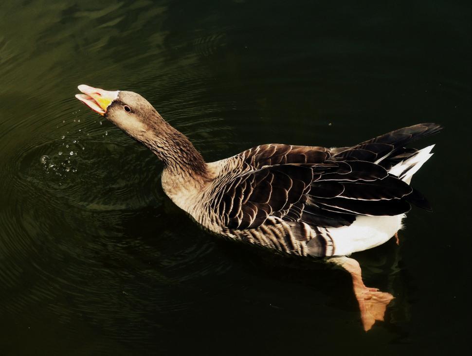Free Image of Duck Floating on Top of Water 