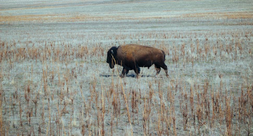 Free Image of Bison Standing in Tall Grass Field 