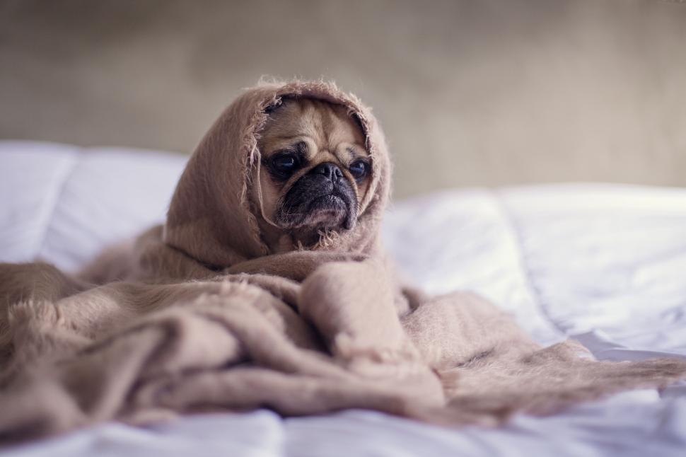 Free Image of Pug Wrapped in Blanket on Bed 