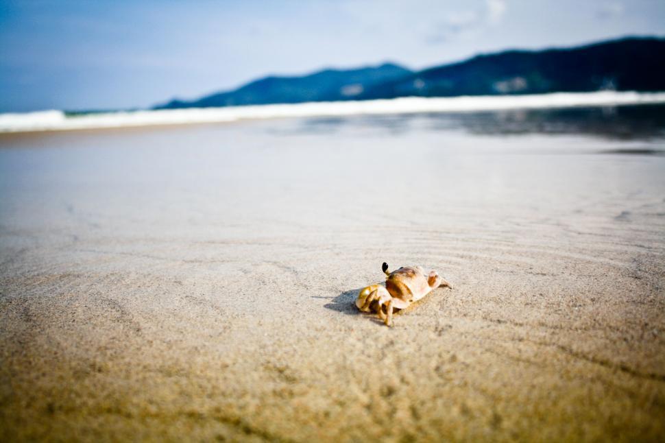 Free Image of Shell on Beach With Mountains in Background 