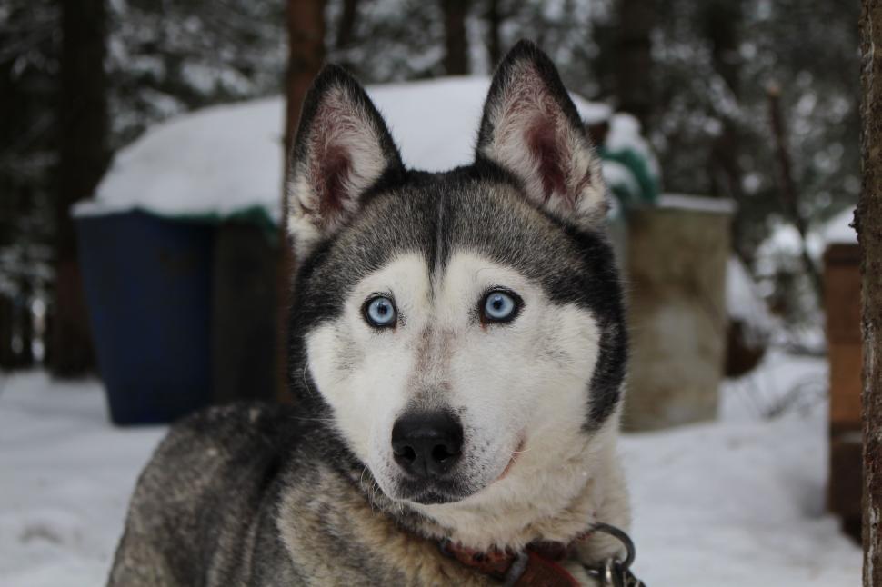 Free Image of Majestic Husky Dog With Blue Eyes in Snow 