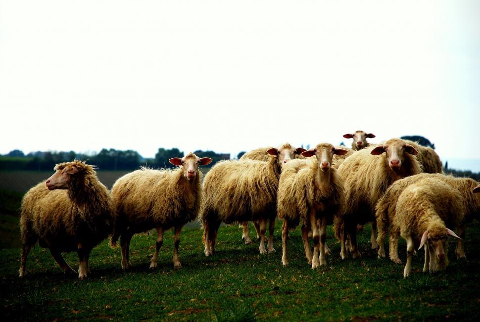 Free Image of A Herd of Sheep Grazing on a Lush Green Field 