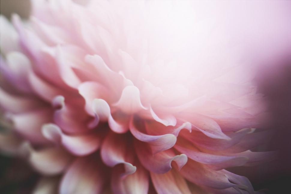 Free Image of Close-Up of Pink Flower With Blurry Background 