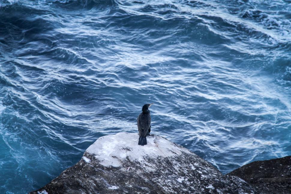 Free Image of Bird Standing on Rock in Middle of Ocean 