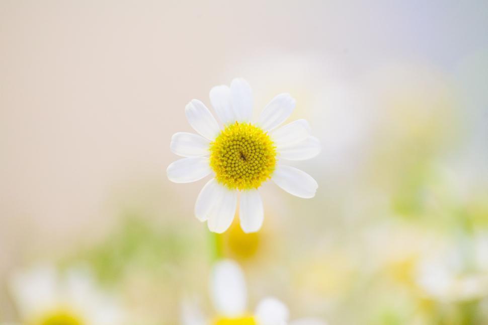 Free Image of Close Up of Flower With Blurry Background 
