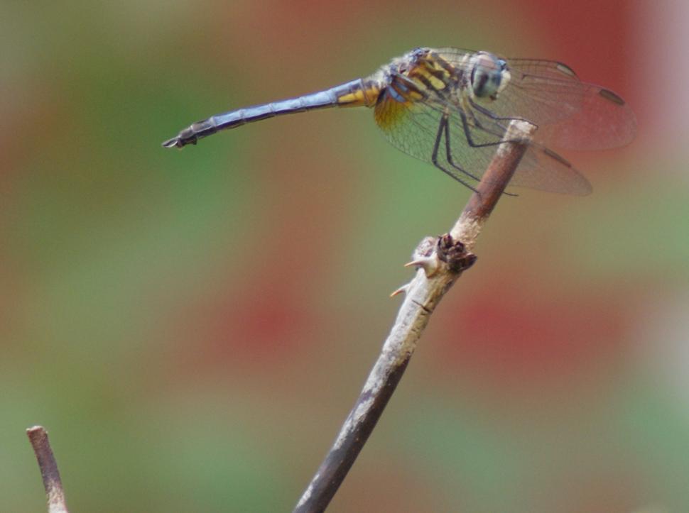 Free Image of Dragonfly on a stick 