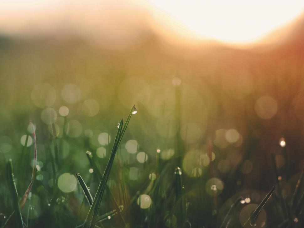 Free Image of Sunlight Filtering Through Blades of Grass 
