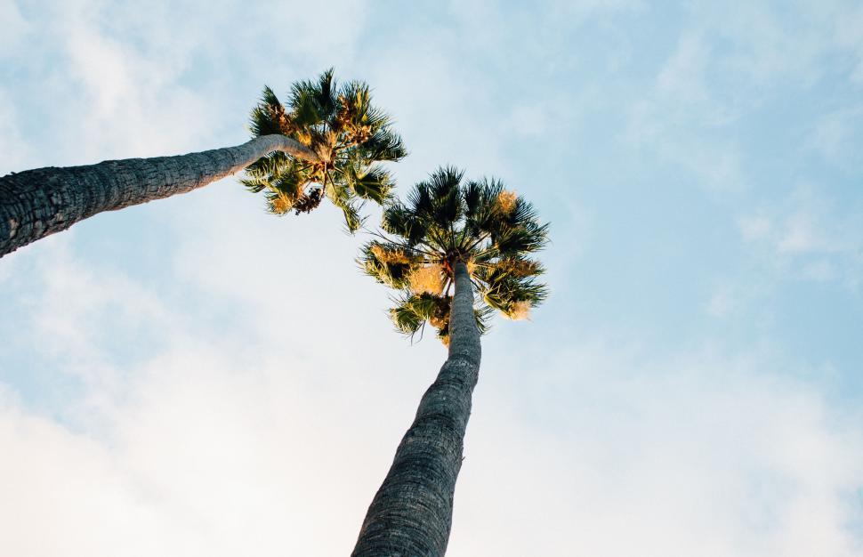 Free Image of Three Palm Trees Stretching Toward Sky 
