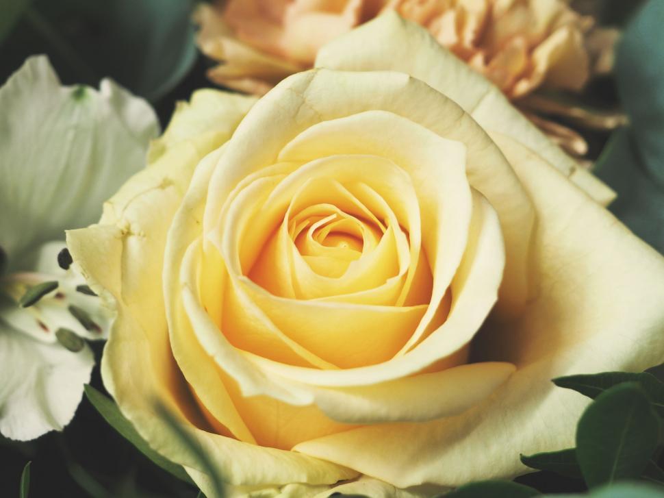 Free Image of Close Up of a Yellow Rose Surrounded by Other Flowers 