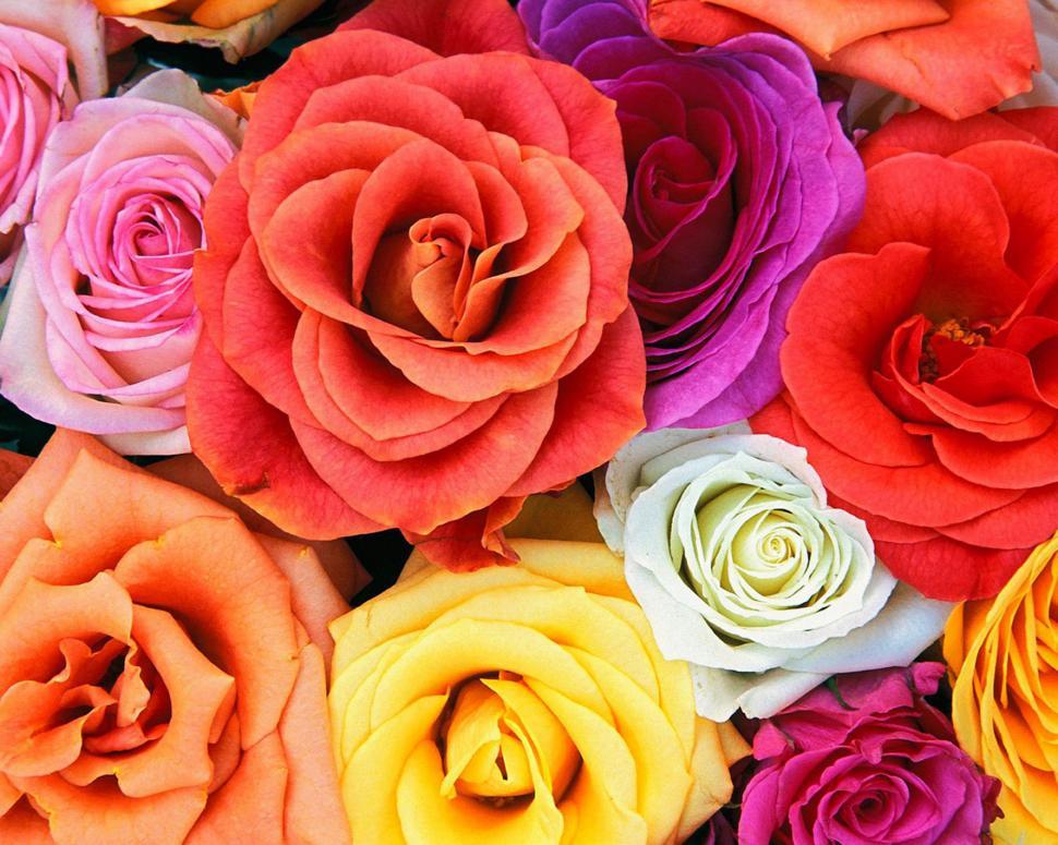 Free Image of Love Blooms Roses Bunch Of Flowers 