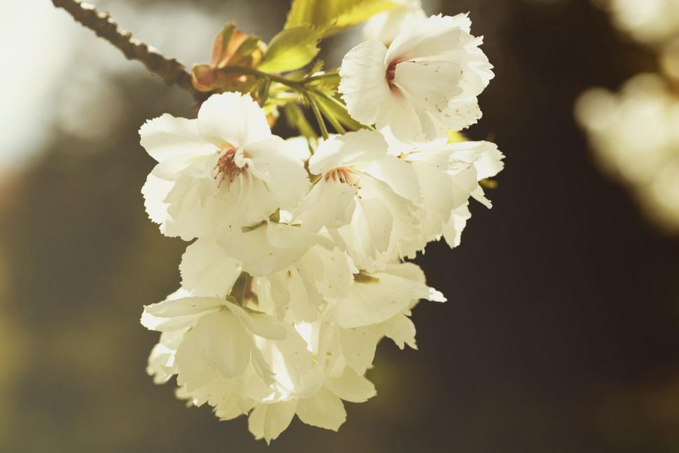Free Image of Close Up of a White Flower on a Branch 