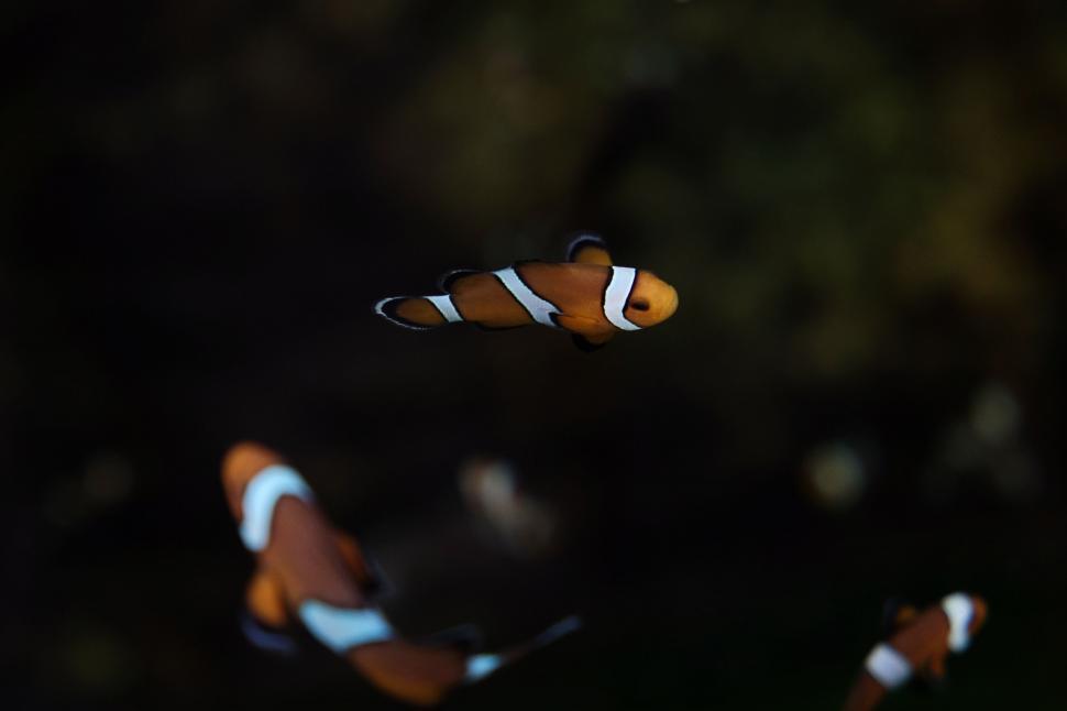 Free Image of Two Clown Fish Swimming in the Water at Night 