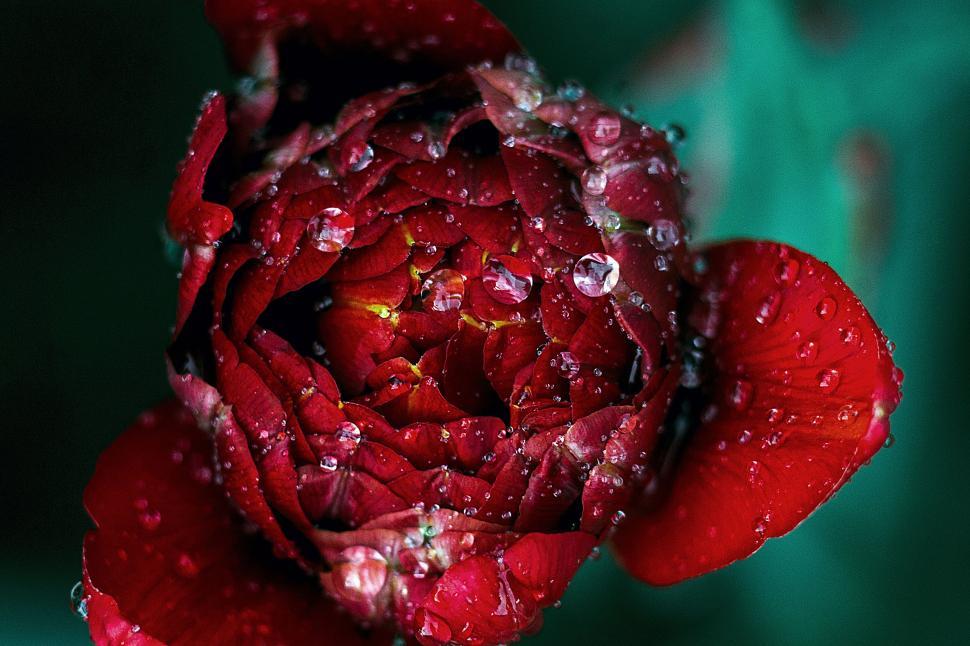 Free Image of Red Flower With Water Droplets 