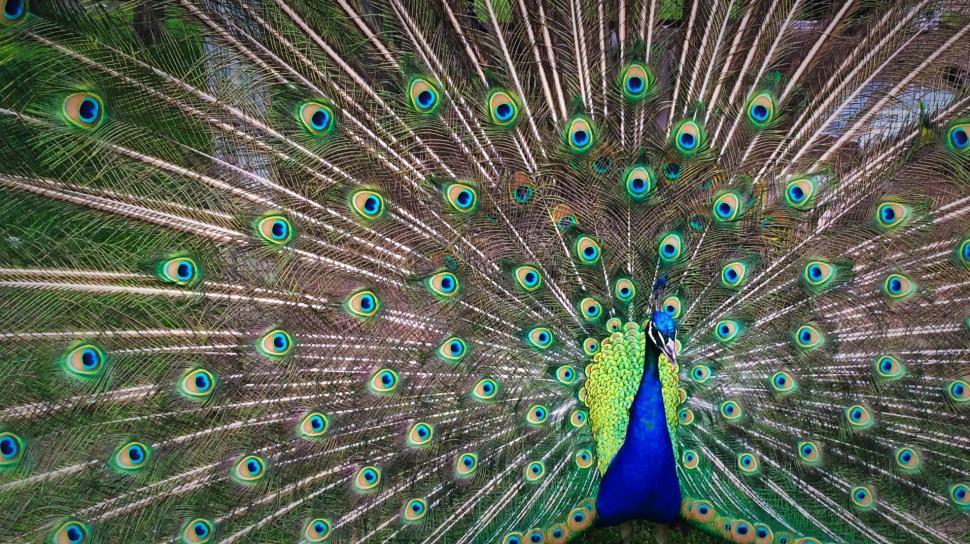 Free Image of Majestic Peacock Displaying Its Feathers 
