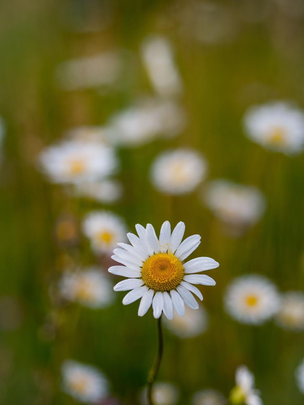 Free Image of Lone White Daisy Amidst Field of Daisies 