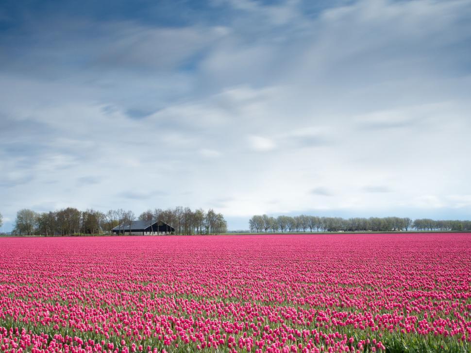 Free Image of Field of Pink Flowers Under Cloudy Sky 