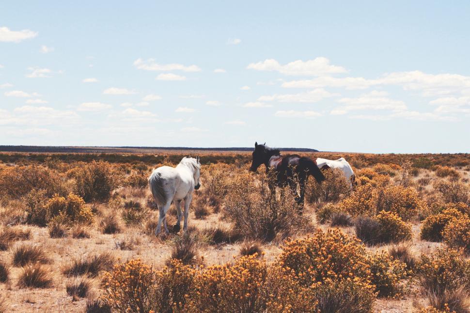 Free Image of Group of Horses Walking Across Dry Grass Field 