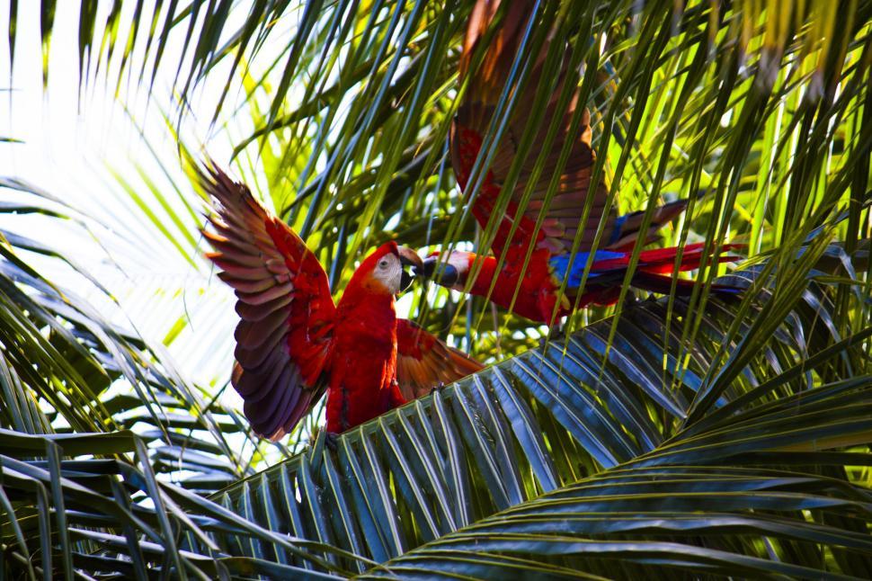 Free Image of Parrots Flying Through Palm Tree 