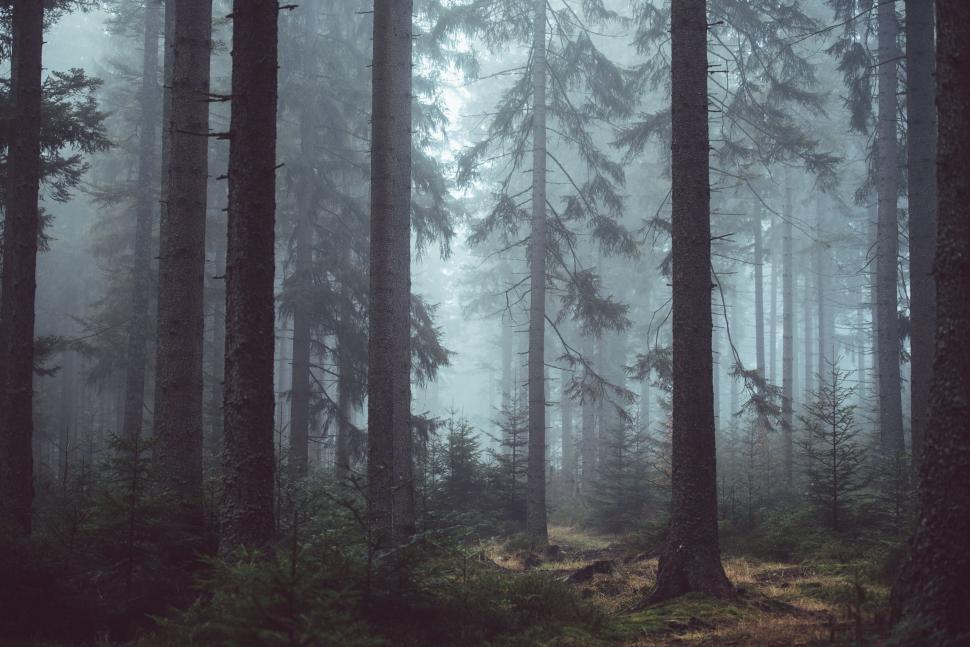 Free Image of Towering Trees in a Dense Forest 