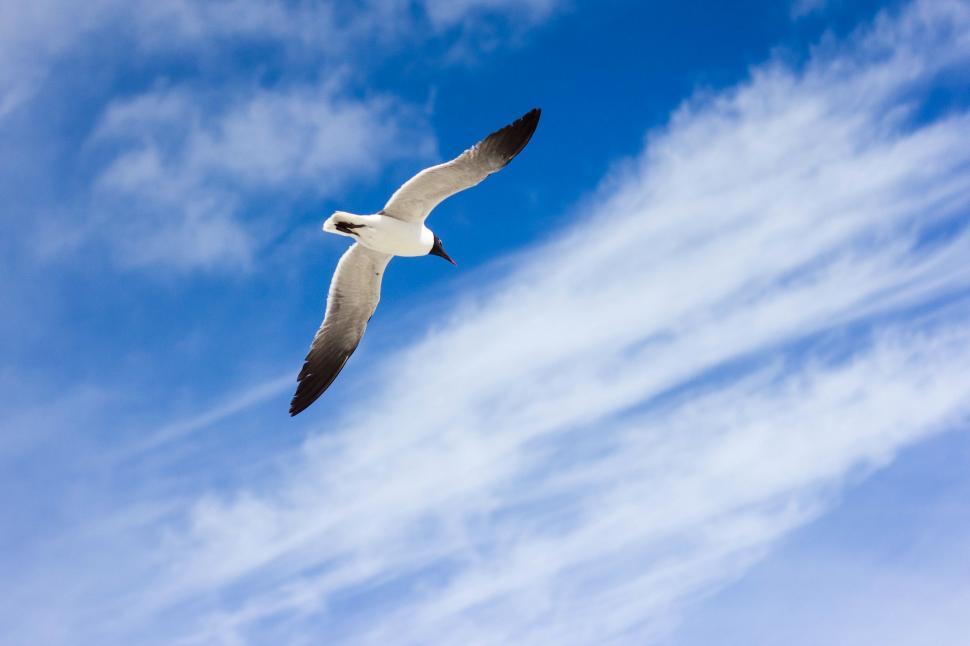 Free Image of Seagull Soaring Through Blue Sky With White Clouds 