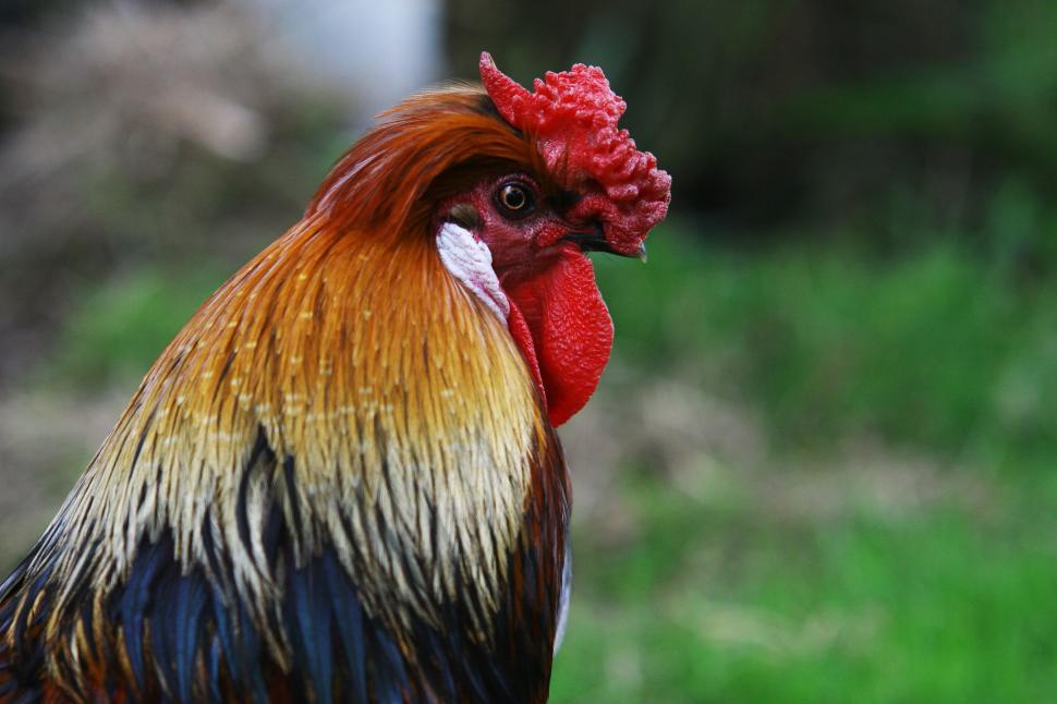 Free Image of Close Up of a Rooster in a Field 