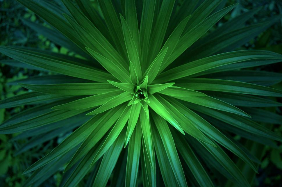 Free Image of Close Up of a Green Plant With Lots of Leaves 