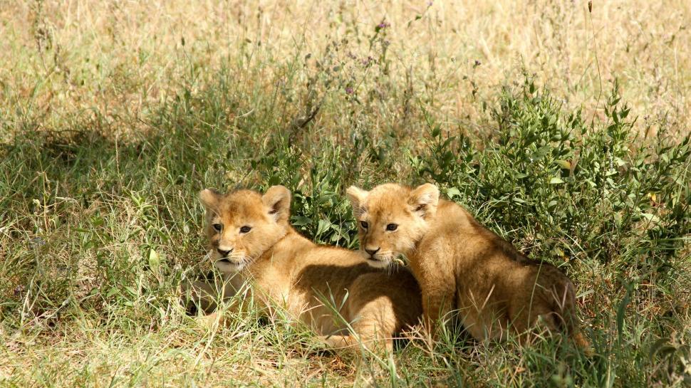 Free Image of Two Young Lions Resting in Tall Grass 