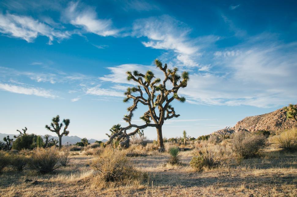 Free Image of Large Cactus Tree in Desert Landscape 